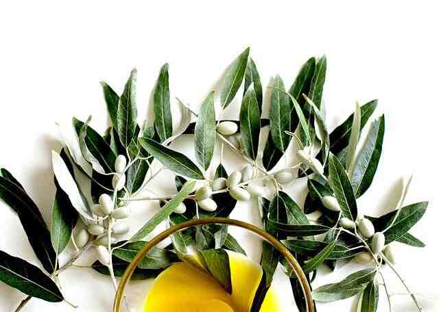 Comment planter un petit olivier ?