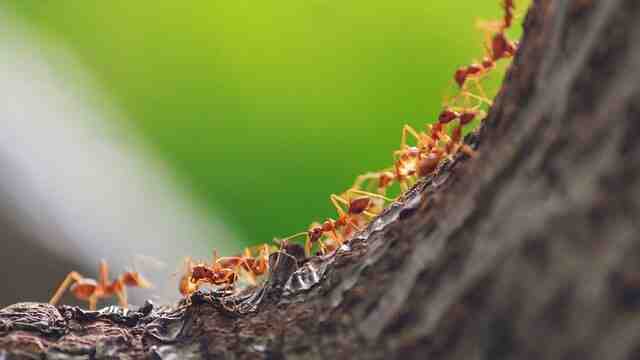 Comment trouver un nid de fourmis dans le jardin ?