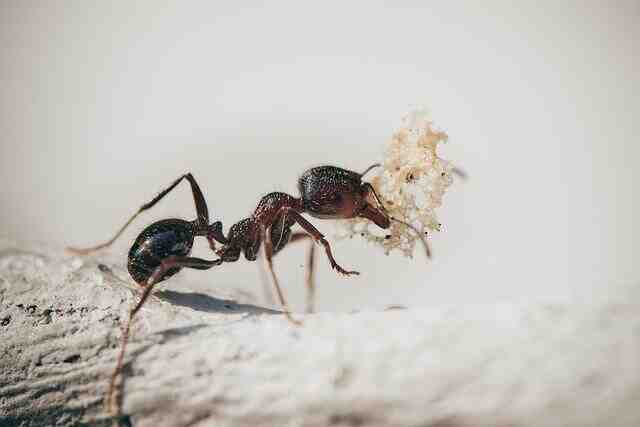Comment tuer les fourmis dans le jardin