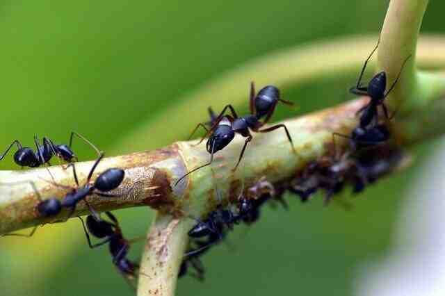 Pourquoi les fourmis vont sur les plantes ?