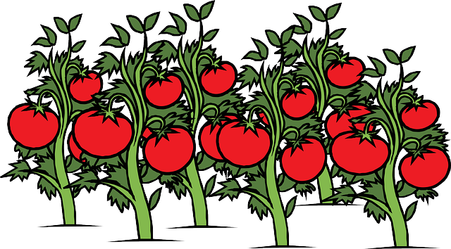 Comment conserver les tomates du jardin