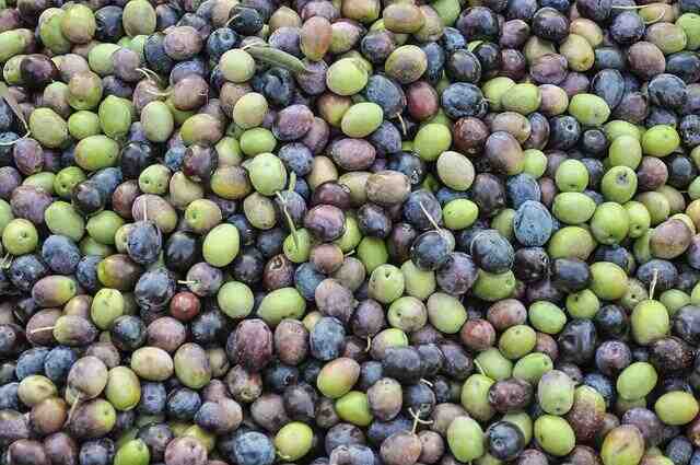 Comment preparer des olives noires du jardin