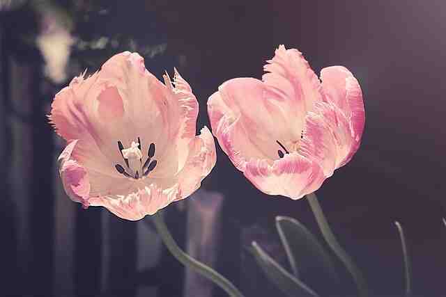 Quand et comment planter les bulbes de tulipes ?