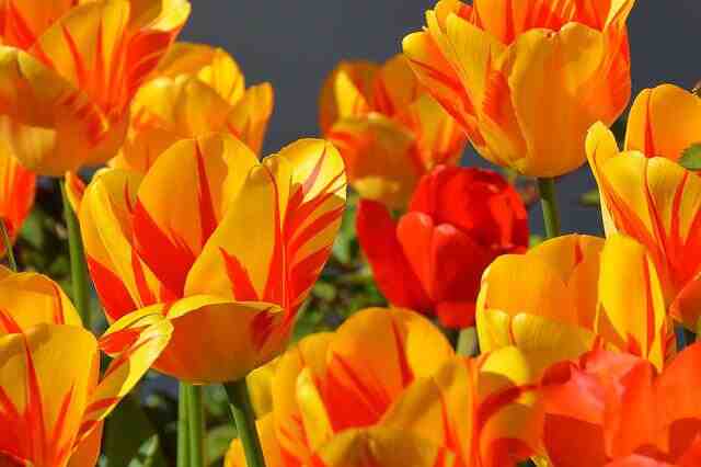 Quand planter les tulipes au jardin