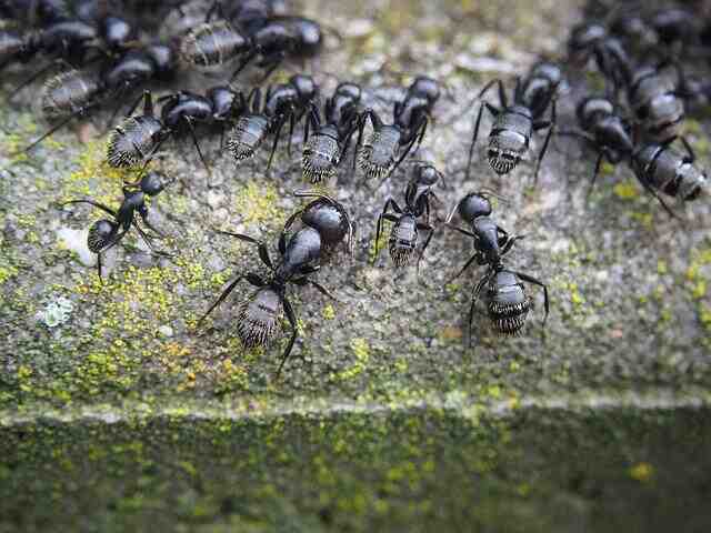 Quel est le produit le plus efficace contre les fourmis ?