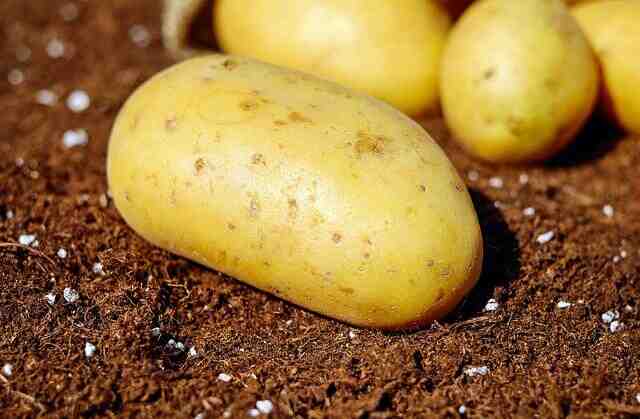 Comment conserver les pommes de terre à la cave ?