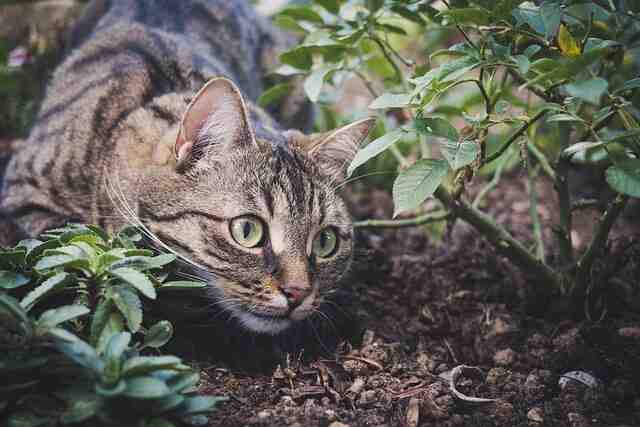 Comment éviter les crottes de chat dans le jardin ?