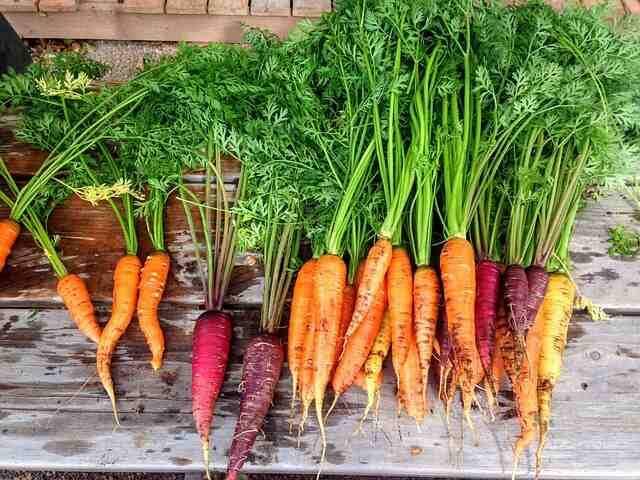 Comment conserver les carottes hors du frigo ?