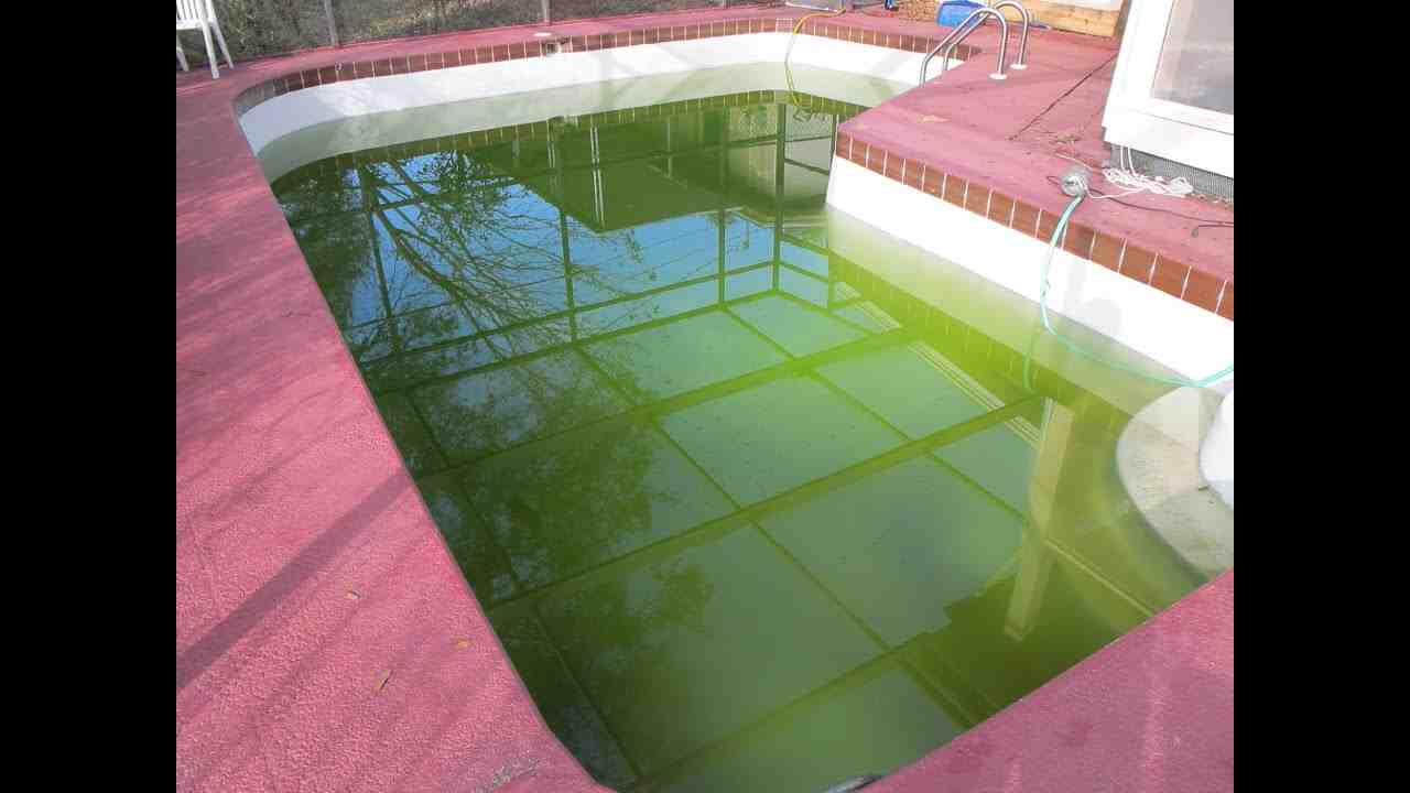 Comment traiter les algues dans une piscine hors sol ?