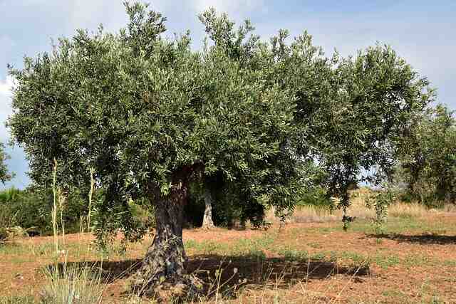 Où planter un olivier en France ?