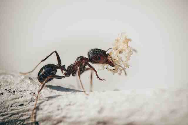 Qui mange les fourmis dans le jardin